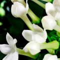 ΓΥΝΑΙΚΕΙΟ ΑΡΩΜΑ BOREAL YODEYMA ΑΡΩΜΑΤΑ ΓΥΝΑΙΚΕΙΑ