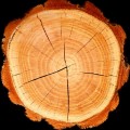 ΓΥΝΑΙΚΕΙΟ ΑΡΩΜΑ BOREAL YODEYMA ΑΡΩΜΑΤΑ ΓΥΝΑΙΚΕΙΑ